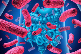 Bifidobacterium Lactis BL-04®